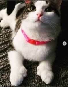 Elie, la gata del pasillo