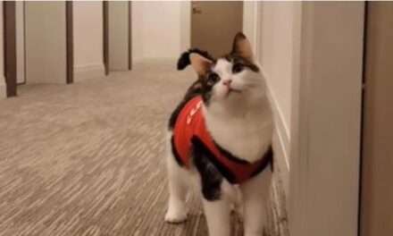 Elie, la gata del pasillo que le coquetea a los hombres