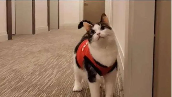 Elie, la gata del pasillo que le coquetea a los hombres