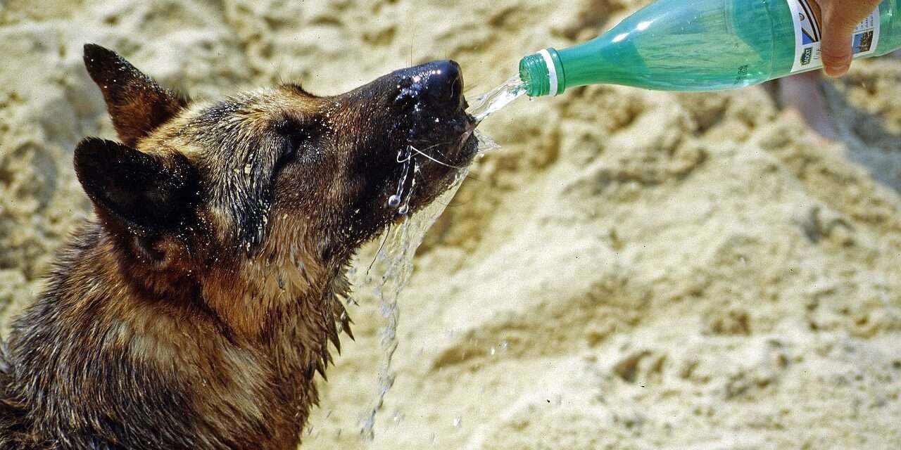 Así podemos cuidar a nuestras mascotas del calor durante el Fenómeno del Niño