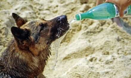 Así podemos cuidar a nuestras mascotas del calor durante el Fenómeno del Niño