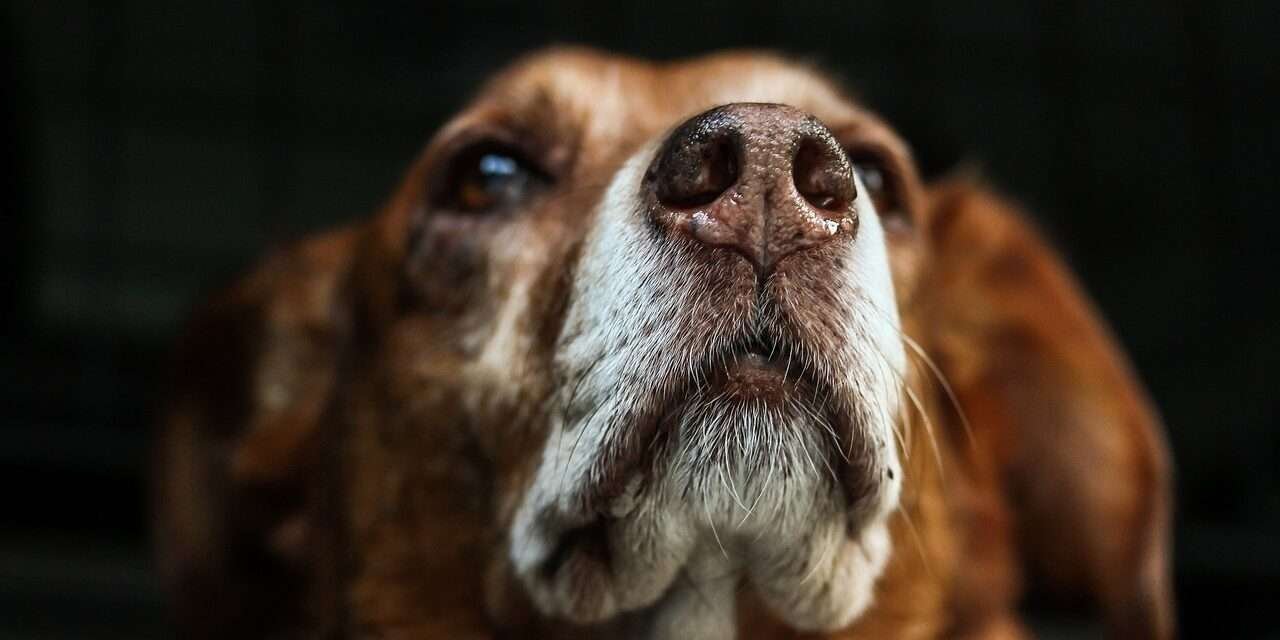 ABC para cuidar a su perro del moquillo