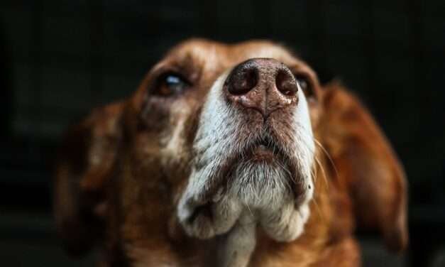 ABC para cuidar a su perro del moquillo