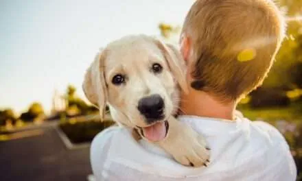 Día Mundial del Perro: Celebrando la lealtad y el amor incondicional