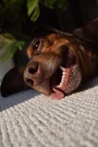 perro, calor, mascotas