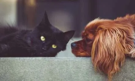 Encuentra a tu compañero peludo en la jornada masiva de adopciones en Cali