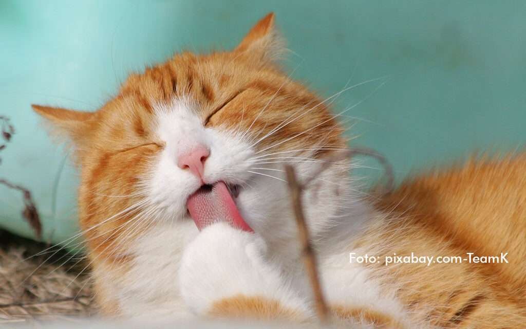 Día Internacional del Gato: 5 beneficios de tenerlo como mascota