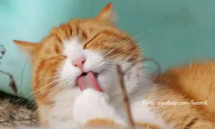 Día Internacional del Gato: 5 beneficios de tenerlo como mascota