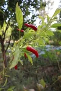 huerta en casa