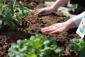 Huerta en casa