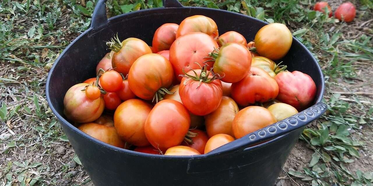 Así puedes hacer una huerta en casa