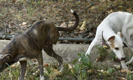 ‘Leidy’ y ‘Estrella’, del Centro de Bienestar Animal de Cali, buscan un hogar
