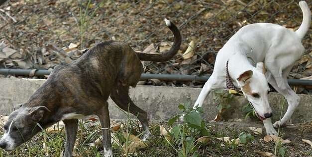 ‘Leidy’ y ‘Estrella’, del Centro de Bienestar Animal de Cali, buscan un hogar