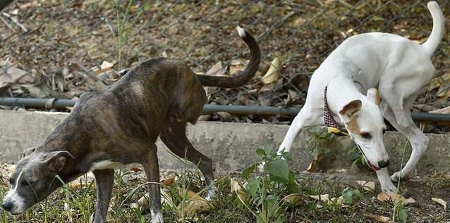 ‘Leidy’ y ‘Estrella’, del Centro de Bienestar Animal de Cali, buscan un hogar