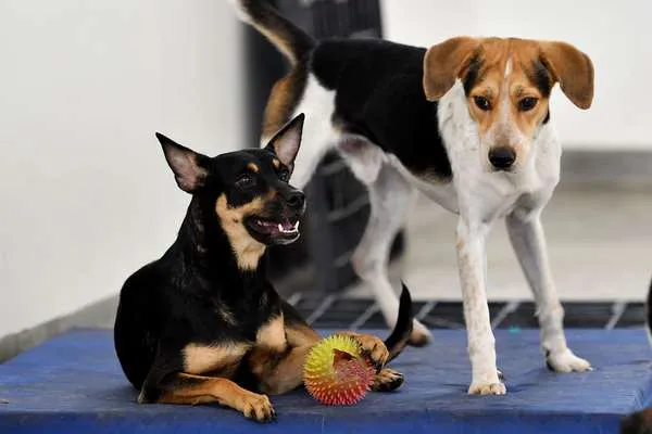 adopciones, perros, animales