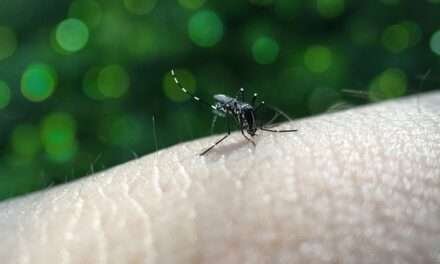 Que el dengue no se le cuele en el receso escolar