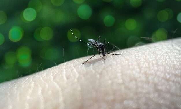 Que el dengue no se le cuele en el receso escolar