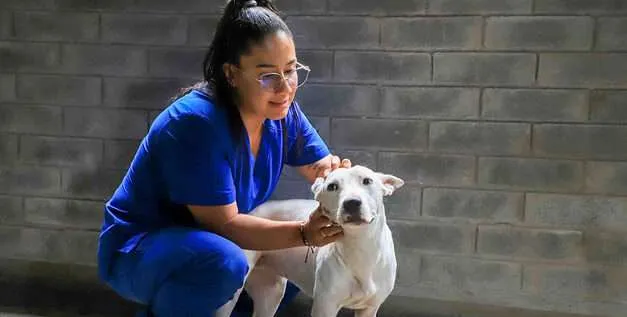 ‘Pandora’, la canina que busca un hogar en la jornada de adopción de animales