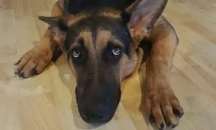 Así puede proteger a sus mascotas de la pólvora en diciembre