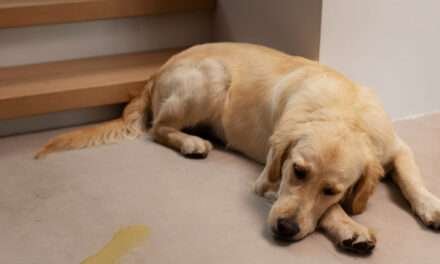 Así puede reportar las mascotas afectadas por pólvora en el Valle