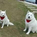 Bonnie' y 'Clyde', dos perros huskies siberianos albinos, las otras mascotas del cantante Maluma.