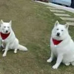 Bonnie' y 'Clyde', dos perros huskies siberianos albinos, las otras mascotas del cantante Maluma.