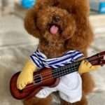 Teddy, el perro Poodle de la cantante Shakira vestido con un disfraz de rockero.