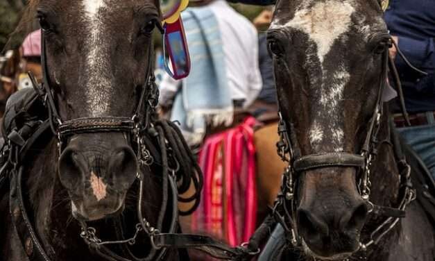 En Candelaria: ¡A disfrutar del gran “Desfile a Caballo”!