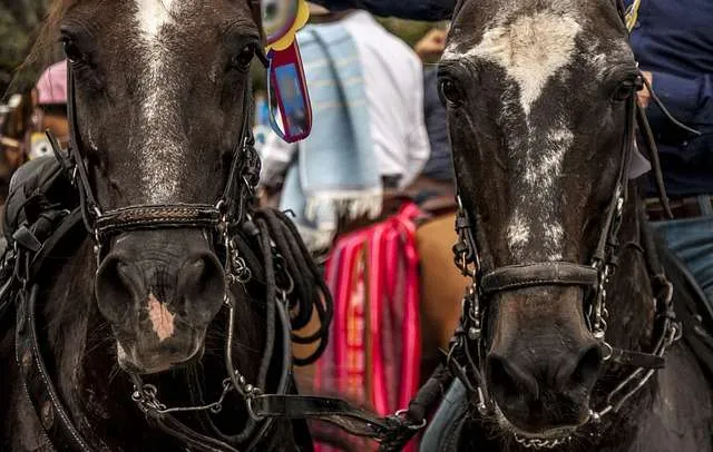En Candelaria: ¡A disfrutar del gran “Desfile a Caballo”!