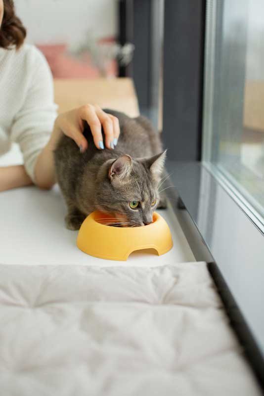 Un gato comiendo