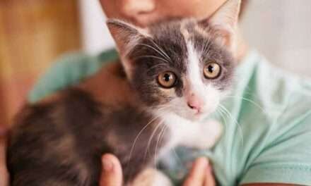 Lo que debe saber antes de tener un gato en casa