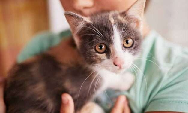 Lo que debe saber antes de tener un gato en casa